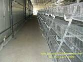 jansen poultry equipment_shandong tobetter  Cost-effective
