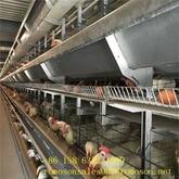 poultry house construction_shandong tobetter reasonable structure