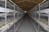 hatching chickens_shandong tobetter satisfy customer's request