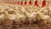 Poultry Feed Manufacturer