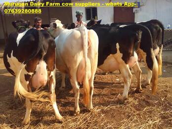 COWS AVAILABLE FOR SALE IN TAMILNADU,KERALA