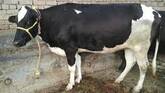 Pregnant Holstein Heifers and Other Dairy Cattle for sale