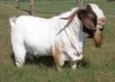100% Full Blood Boer Goats Live Sheep Cattle Lambs and Cows alive boer goats for sale