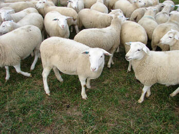 22+ Merino Sheep Breeders Canada Background