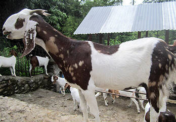 Jamunapari Goats For Sale