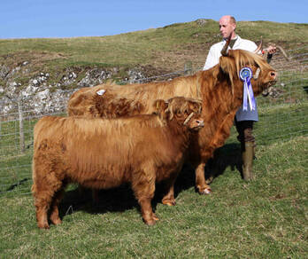 highland cattle cow breeds calf award heritage engormix