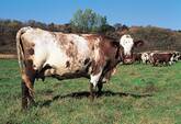 Shorthorn Cattle for Sale