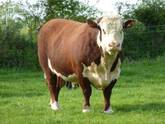 Hereford Cattle for Sale