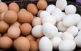 Quality Fresh White And Brown Table Eggs For Sell