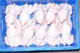 Frozen Whole Chicken for sale
