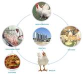 Poultry Management System