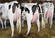 Quality Holstein cows