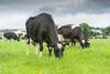 Transition Period in Dairy Cows