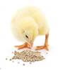 Energy in poultry diets