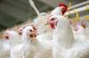 Minerals in poultry nutrition