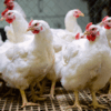 Coccidiosis in poultry