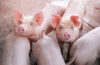 Live yeast in swine nutrition