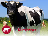 Ruminants Nutrition Solutions
