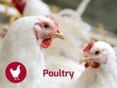 Poultry Nutrition Solutions