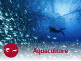 Nutrition and health solutions for aquaculture