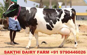 hf cow , jersey cow for sale in tamilnadu , kerala , andra ...