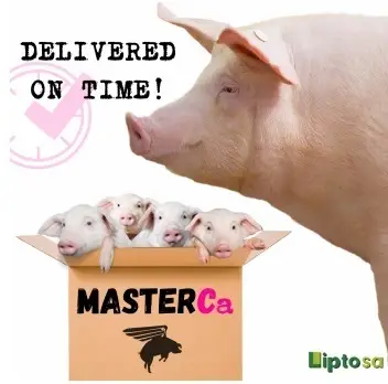 MasterCa