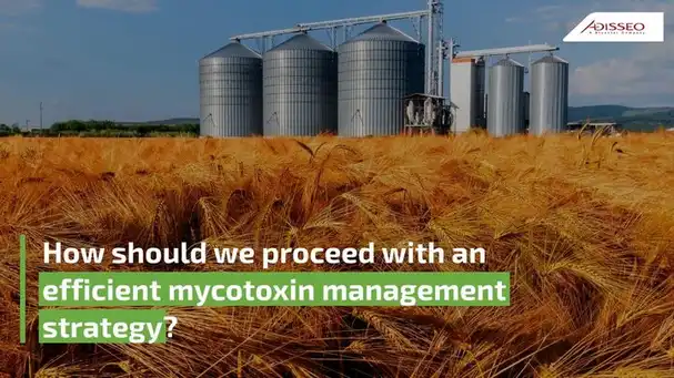 How should we proceed with an efficient mycotoxin management strategy?