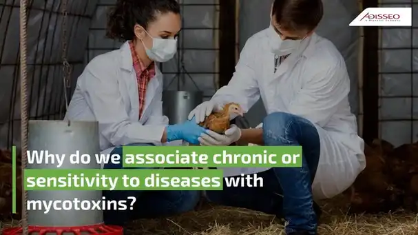 Why do we associate chronic or sensitivity to diseases with mycotoxins?
