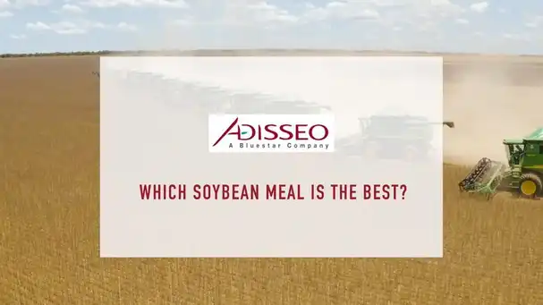 Which Soybean Meal is better? SBM Survey 2019