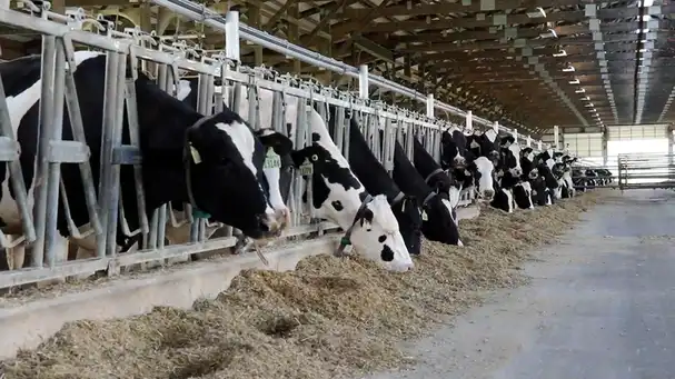 Balchem Animal Nutrition & Health | Engormix