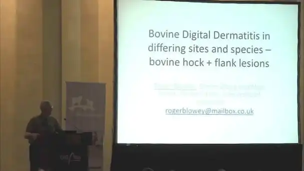Bovine Digital Dermatitis in differing sites and species bovine hock + flank lesions