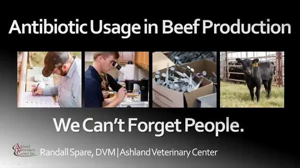 Antibiotic Usage in Beef Production