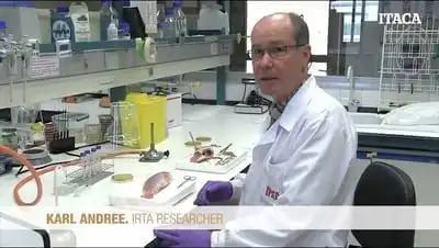 Necropsy on a tilapia for general examination. Karl Andree (IRTA)