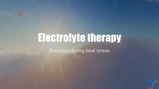 Electrolyte therapy, essential during heat stress