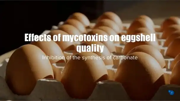 Effects of mycotoxins on eggshell quality, inhibition of the synthesis of carbonate