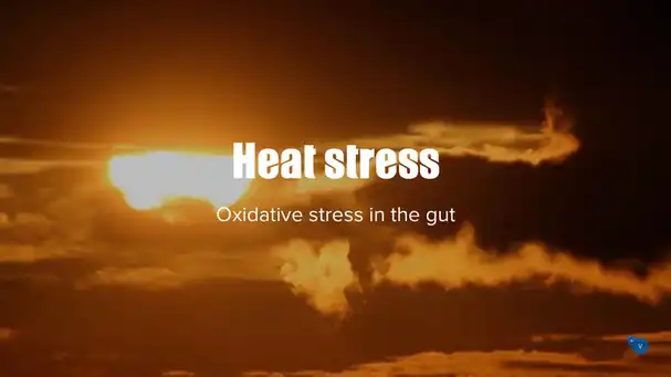 Hot environments and oxidative stress in the gut