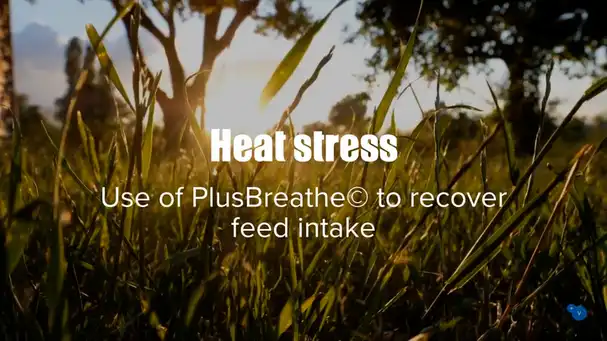 During heat stress, PlusBreathe© increases feed intake by 10%