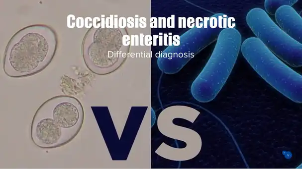 Necrotic enteritis and coccidiosis differential diagnosis