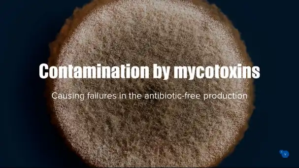 How mycotoxin contamination can make your antibiotic-free program fail