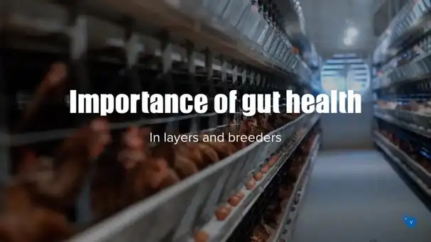 Importance of gut health in layers and breeders