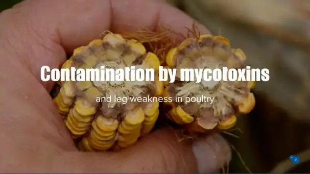 Contamination by mycotoxins and leg weakness in pultry