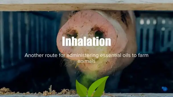 Inhalation: another route for administering essential oils to farm animals