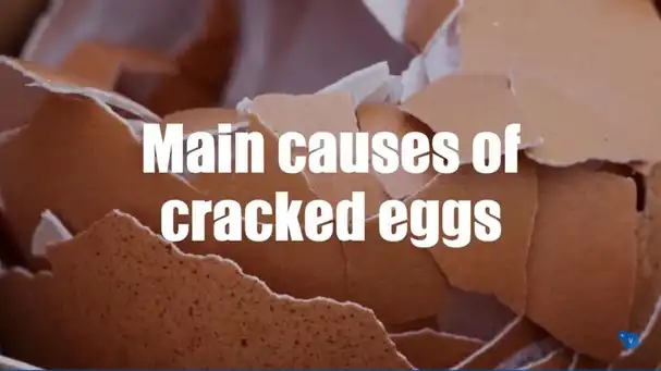 Main causes of cracked eggs