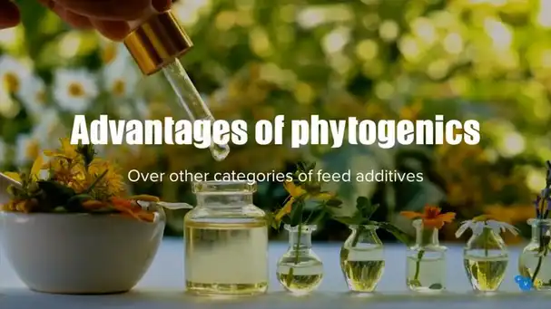 Advantages of phytogenics over other categories of feed additives