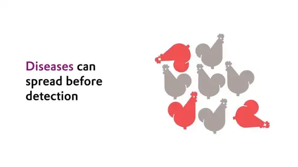 ScreenFloX® – the easy digital solution for pathogen monitoring of poultry flocks | Evonik