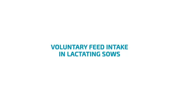 Voluntary feed intake of lactating sows
