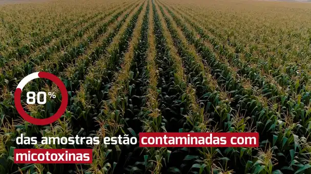 Análises de micotoxinas na safra brasileira de milho