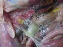Mycoplasma, enfermedad respiratoria de pollos