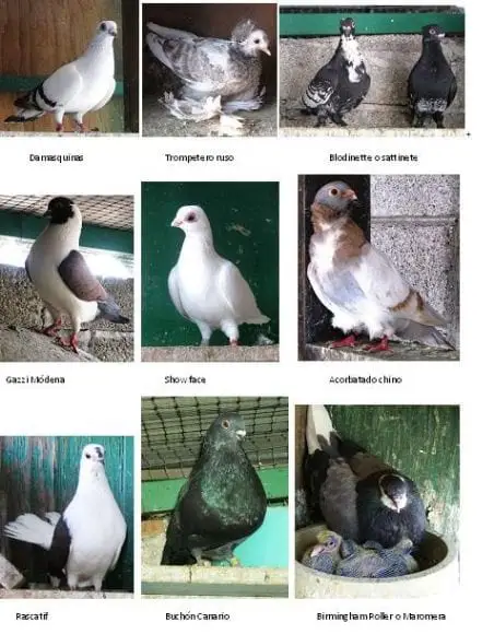 palomas de raza 1 - mis palomas de raza