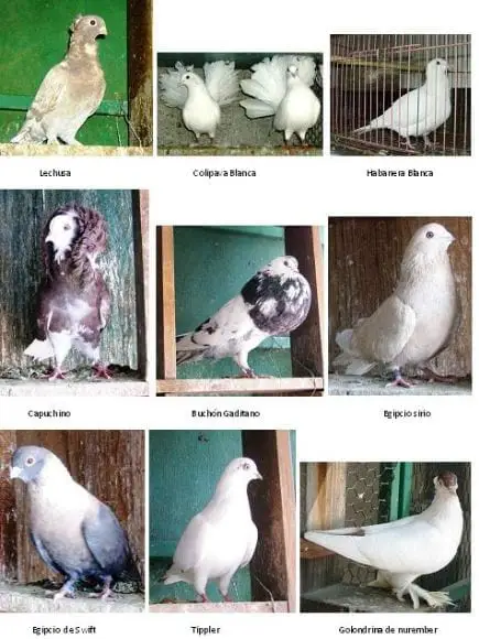 palomas de raza 2 - mis palomas de raza